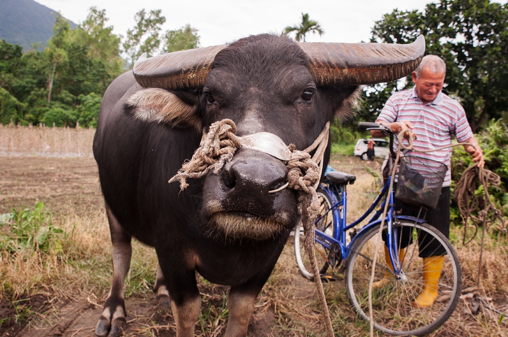 5k,看见一个老人牵著一只老牛,我从车上兴奋地大叫:「停车!」.